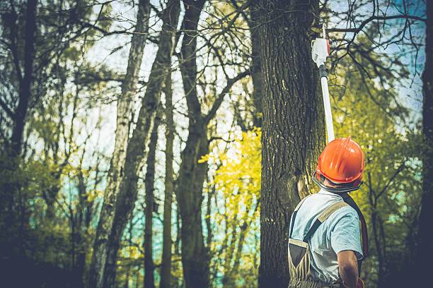 How Our Tree Care Process Works  in  Crowley Lake, CA